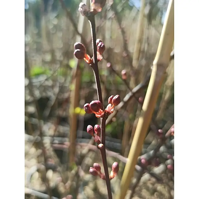 Pflaumenbaum Trailblazer - Prunus cerasifera, Erntezeit: September - Nahaufnahme von Knospen, die sich an einem Ast öffnen und das frühe Erwachen des Frühlings und die Wiedergeburt der Natur zeigen.
