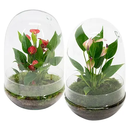 Piardino  Terrario de cristal redondo