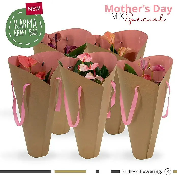 Piardino Anturio - Anthurium x andreanum, Colores surtidos - Una foto de cerca de bolsas de flores Karma Kraft para el Día de la Madre, con anturios rosas ofrecidos en Mix Special.