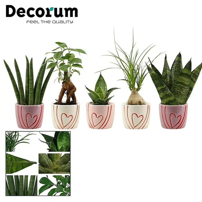Piardino Mezcla de vegetales - Varios géneros - La colección Decorum de plantas de interior en macetas con forma de corazón añade un toque amoroso y belleza natural a cualquier espacio interior.