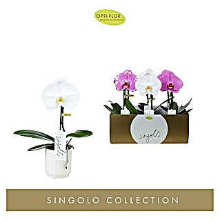 Orquídea mariposa (Phalaenopsis, En función de la variedad)