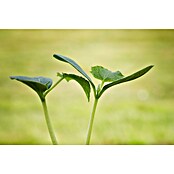 Piardino Gurke Bio (11 cm, Erntezeit: August) | BAUHAUS