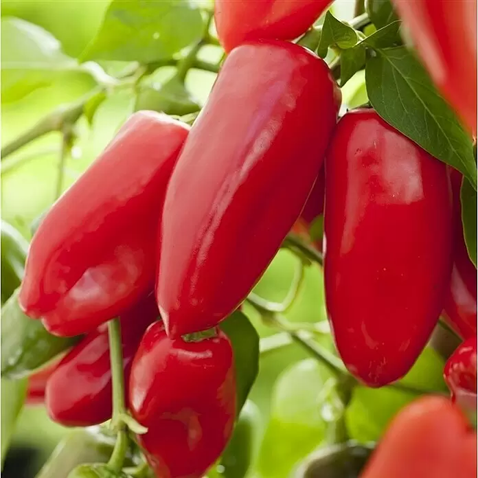 Piardino Paprika Bio - 11 cm, Erntezeit: August, Farbe Frucht: Rot - Detailaufnahme