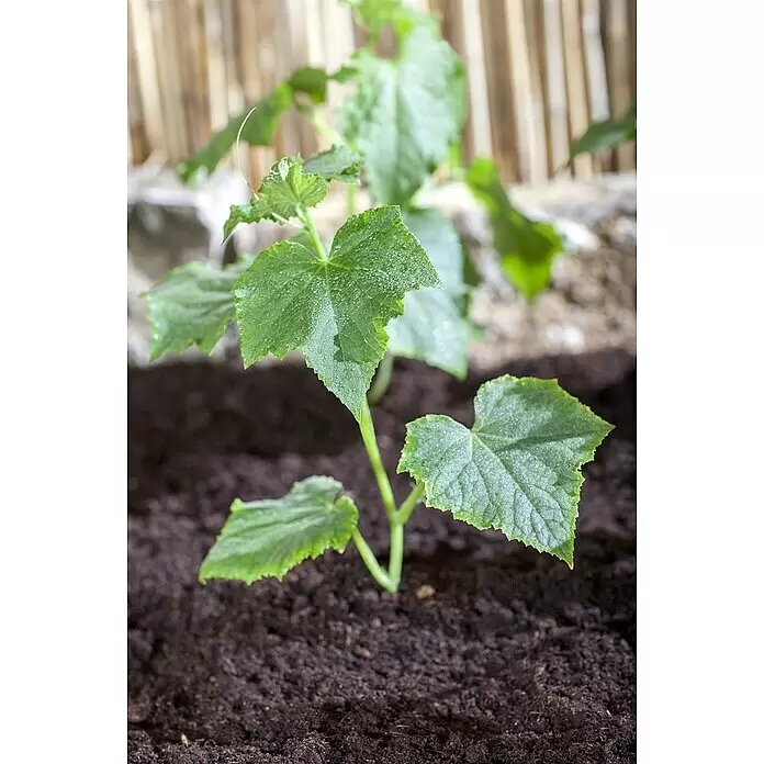 Piardino Gurke Bio - 11 cm, Erntezeit: August - Detailaufnahme