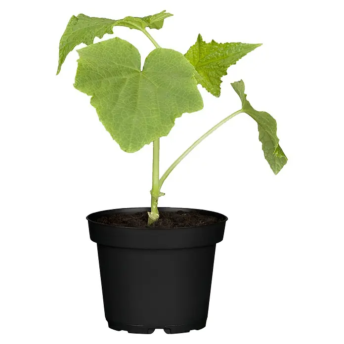 Piardino Gurke Bio - 11 cm, Erntezeit: August - Ein junger Kürbissetzling in einem schwarzen Topf, bereit für den Garten. Frische grüne Blätter versprechen eine reiche Ernte.