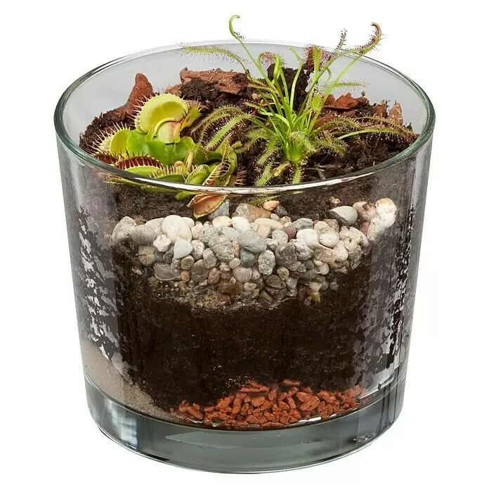 Piardino Zimmerpflanzen-Arrangement Karnivoren - Topfgröße: 15 cm - Diagonale Ansicht