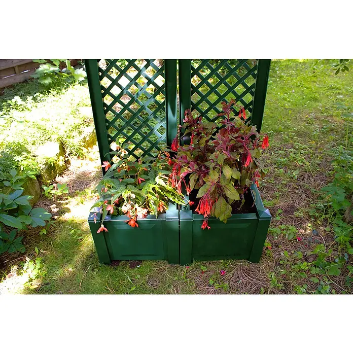 KHW Pflanzkasten - Außenmaß (L x B x H): 43 x 43 x 140 cm, Kunststoff, Grün, Mit Rankgitter, 2 Stk. - Das Bild zeigt einen grünen Pflanzkasten mit Spalier und blühenden Fuchsien, ideal für Garten und Terrasse. Die Pflanzen sind ein Blickfang.