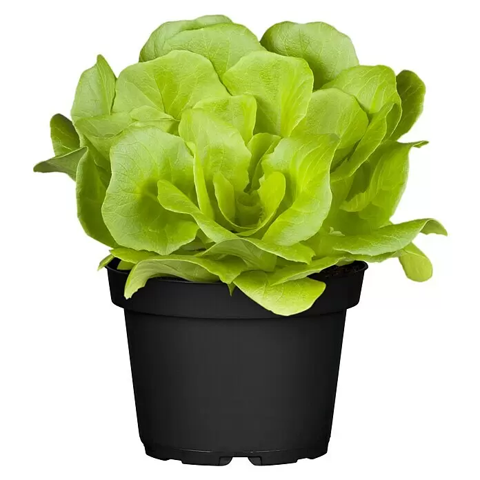 Pflücksalat Bio - Lactuca sativa i.S., 11 cm - Vorderansicht
