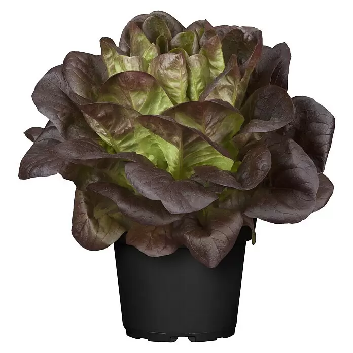 Pflücksalat Bio - Lactuca sativa i.S., 11 cm - Vorderansicht
