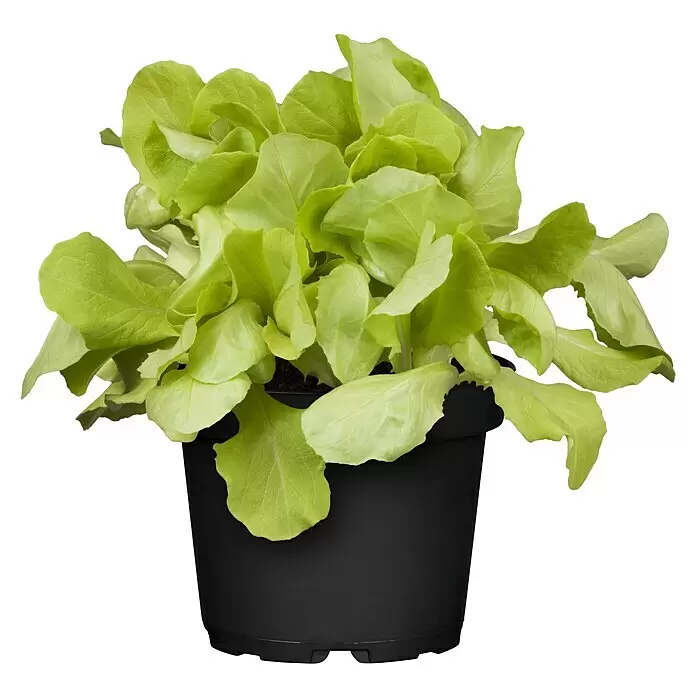 Pflücksalat Bio - Lactuca sativa i.S., 11 cm - Vorderansicht