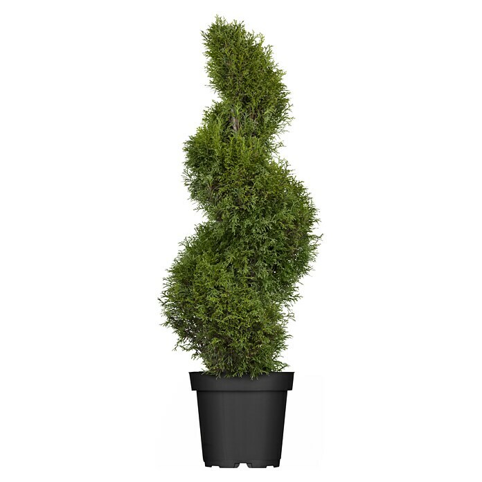 thuja homeopathic Thuja occidentalis 200CK 80 plts by Boiron main image 1