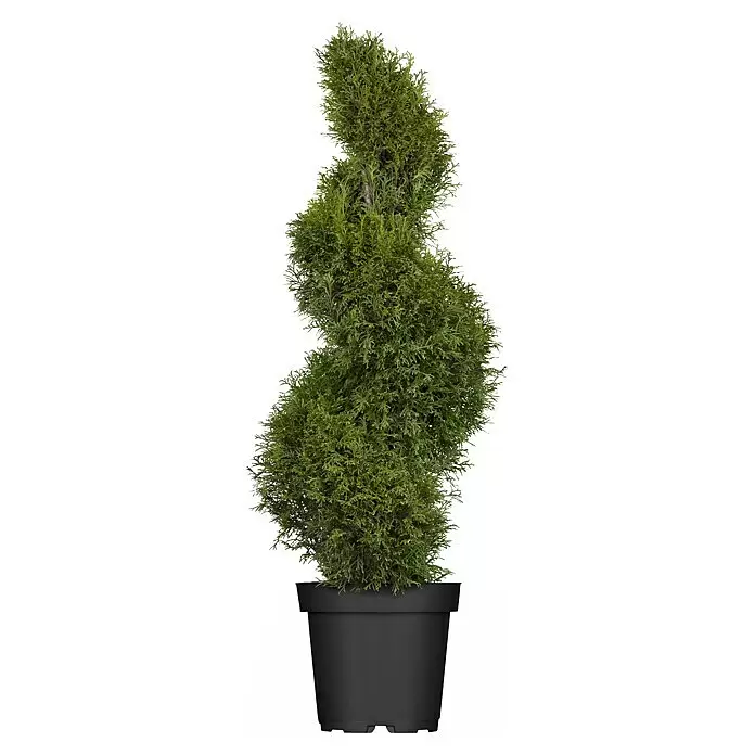Piardino Lebensbaum Spirale - Thuja occidentalis 'Smaragd', Topfgröße: 33 cm - Eine grüne Spiral-Thuja im schwarzen Kunststofftopf.