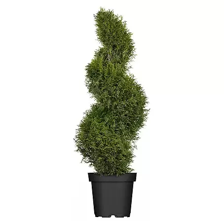 Piardino  Lebensbaum Spirale