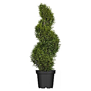 Piardino Lebensbaum Spirale - Thuja occidentalis 'Smaragd', Topfgre: 33  cm online kaufen bei BAUHAUS