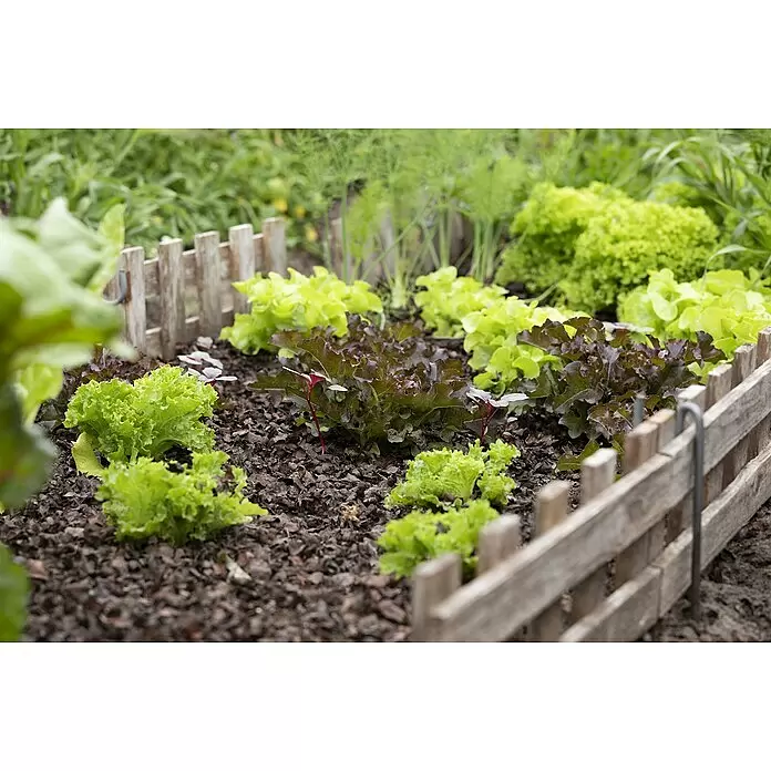 Pflücksalat Bio - Lactuca sativa i.S., 11 cm - Stimmungsaufnahme