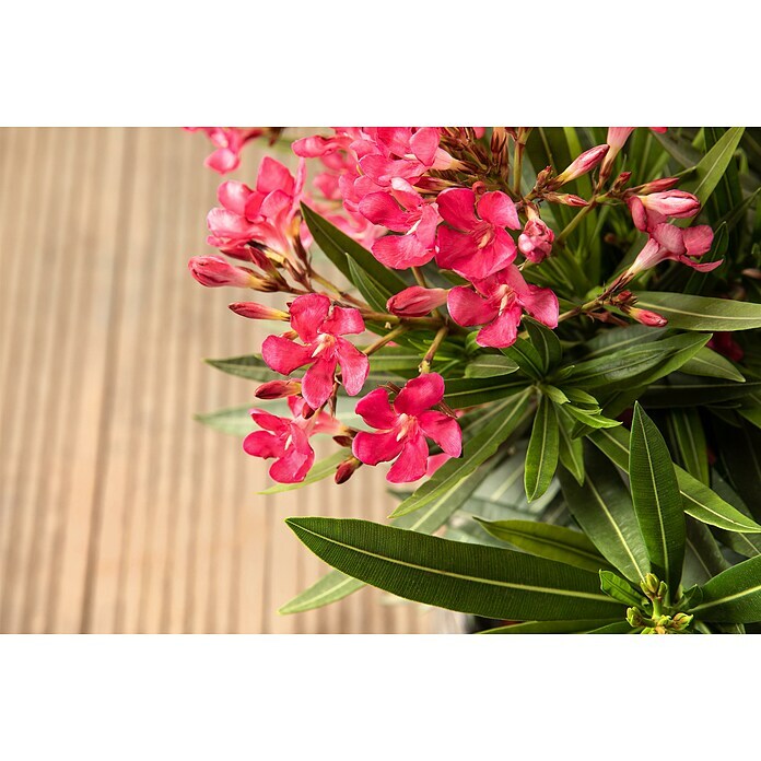 Nerium oleander 25