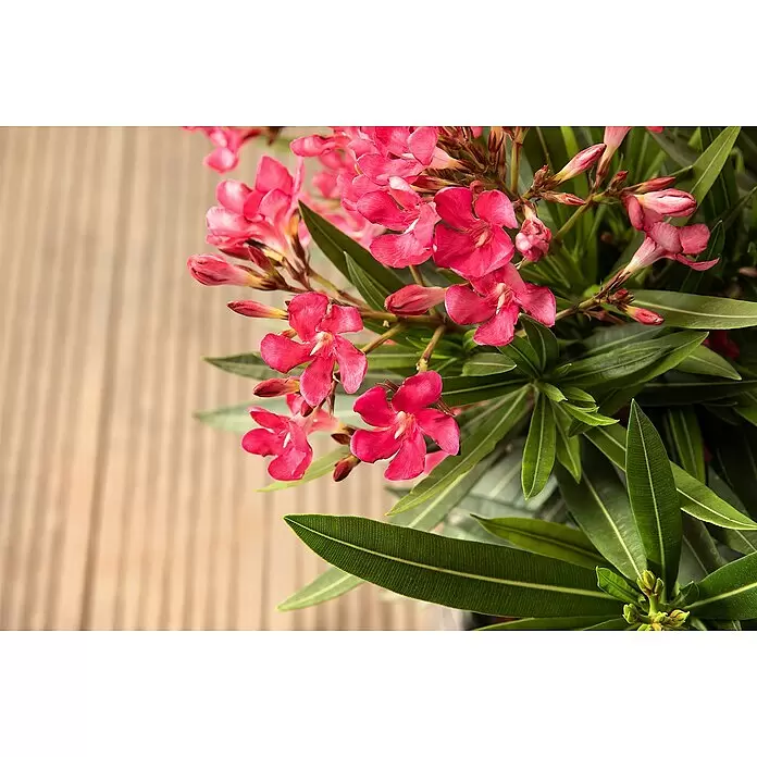 Piardino Oleander - Nerium oleander, Rosa/Weiß/Gelb - Eine Pflanze mit leuchtend rosa Blüten und dunkelgrünen, länglichen Blättern. Mehrere Blütenknospen sind sichtbar.