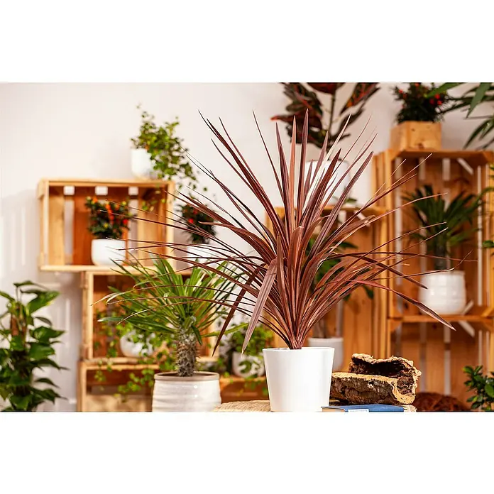Piardino Keulenlilie - Cordyline australis 'Red Star', Topfgröße: 17 cm, Weiß - Ein Zimmer mit einer Drachenbaum-Pflanze im Vordergrund, umgeben von Holzkistenregalen mit verschiedenen Pflanzen und Dekorationen.