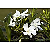 Nerium oleander 25