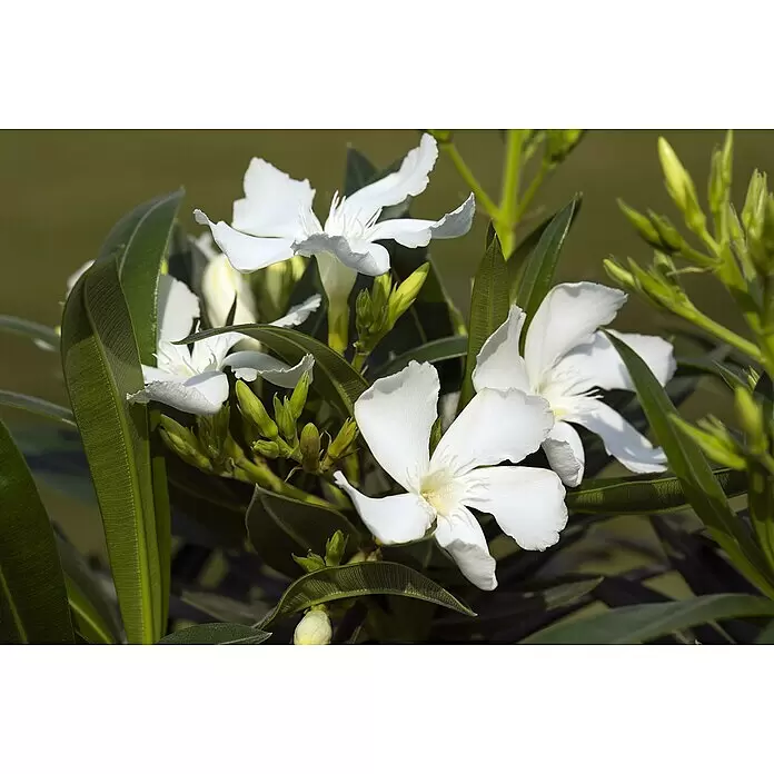 Piardino Oleander - Nerium oleander, Rosa/Weiß/Gelb - Nahaufnahme von weißen fünfblättrigen Blüten mit grünen Blättern und Knospen.