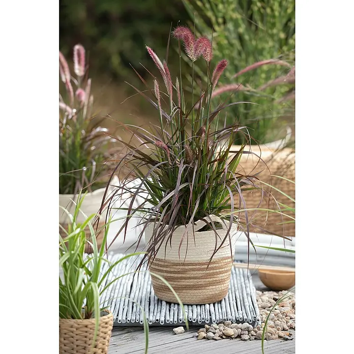 Piardino Federborstengras 'Rubrum' - Pennisetum advena 'Rubrum', Blütenfarbe: Weinrot - Dieses Bild zeigt ein Ziergras in einem geflochtenen Topf, der auf einer Bambusmatte und Steinen steht. Es ist eine schöne Dekoration für den Garten.