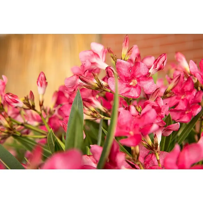Piardino Oleander - Nerium oleander, Topfgröße: 56 cm, Rosa - Nahaufnahme von üppigen Oleanderblüten in leuchtendem Pink, die mit grünen Blättern und zarten Blütenknospen einen frühlingshaften Charme versprühen.