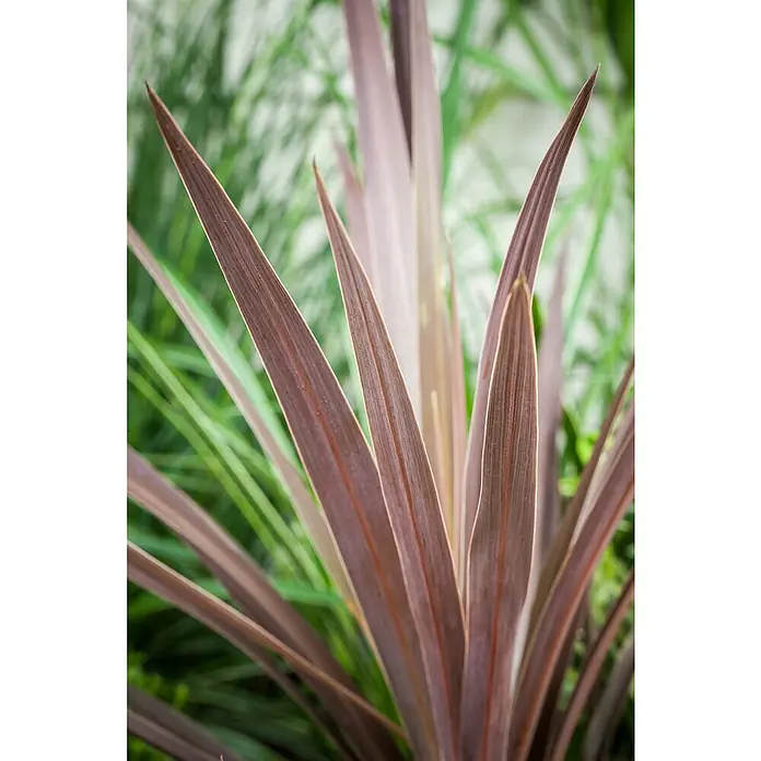 Piardino Keulenlilie - Cordyline indivisa, 7,5 l - Nahaufnahme einer eleganten, purpurfarbenen Phormium-Pflanze mit spitzen Blättern und einem grünen Hintergrund, ideal für moderne Gärten.