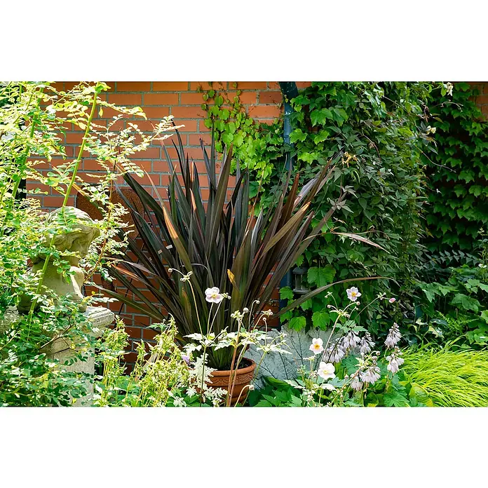 Piardino Keulenlilie - Cordyline indivisa, 7,5 l - Nahaufnahme einer Phormium-Pflanze im Topf vor einer Ziegelmauer mit üppigem Grün, die die natürliche Schönheit der Pflanzen hervorhebt.