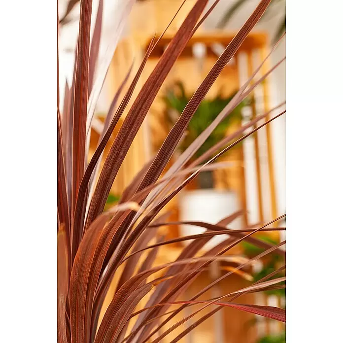 Piardino Keulenlilie - Cordyline indivisa, 7,5 l - Nahaufnahme rotbrauner Pflanzenblätter, detailliert und schlank, mit warmem, unscharfem Hintergrund.