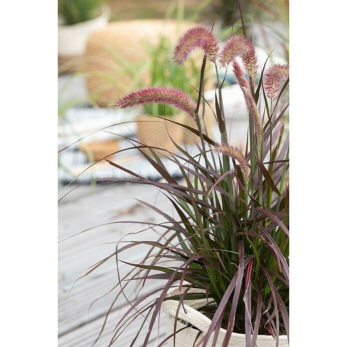 Piardino Federborstengras 'Rubrum'Pennisetum advena 'Rubrum', Blütenfarbe: Weinrot Detail Shot