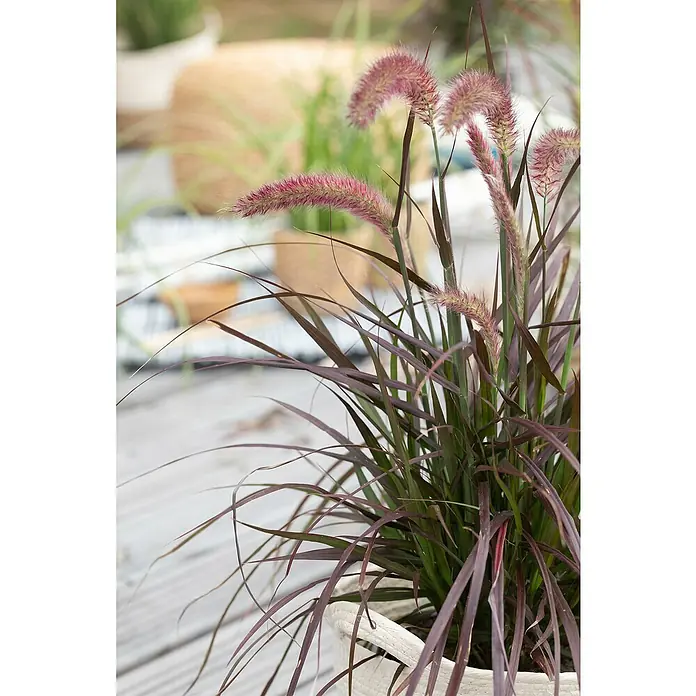 Piardino Federborstengras 'Rubrum' - Pennisetum advena 'Rubrum', Blütenfarbe: Weinrot - Purpurrotes Lampenputzergras in einem weißen Topf, das die attraktiven Blütenstände und das dunkle Laub der Zierpflanze hervorhebt.