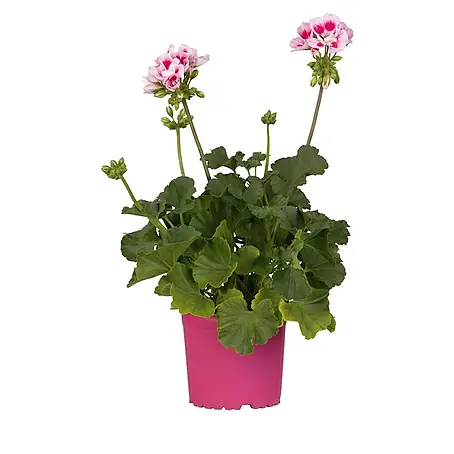 Piardino  Pelargonie