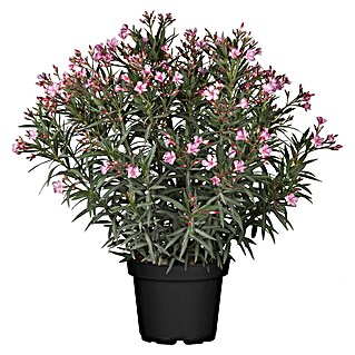 Piardino Oleander (Nerium oleander, Rosa/Weiß/Gelb)