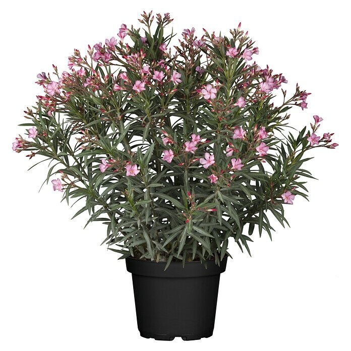 Piardino OleanderNerium oleander, Rosa/Weiß/Gelb Front View