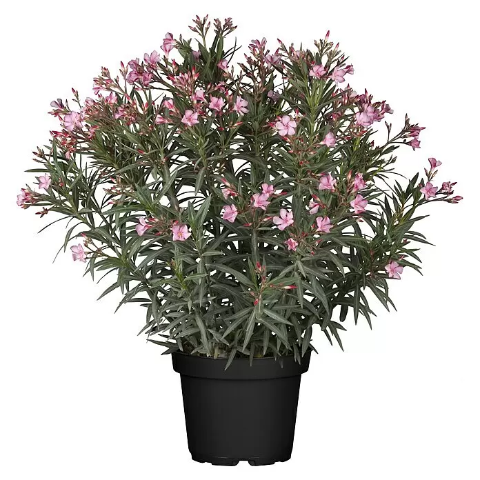 Piardino Oleander - Nerium oleander, Rosa/Weiß/Gelb - Topfblume mit rosa Blüten und dunkelgrünen Blättern in einem schwarzen Topf.