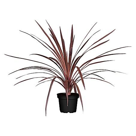 Keulenlilie (Cordyline indivisa, Topfgröße: 21 cm)