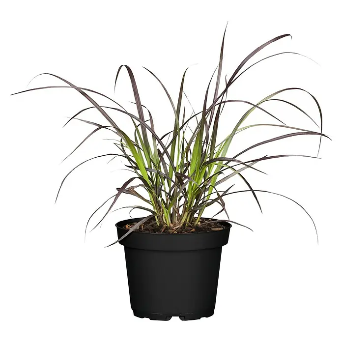 Piardino Federborstengras 'Rubrum' - Pennisetum advena 'Rubrum', Blütenfarbe: Weinrot - Das Foto zeigt ein Lampenputzergras 'Purple Baron' in einem schwarzen Topf, die Pflanze hat rot-violette Blätter und grüne Akzente.