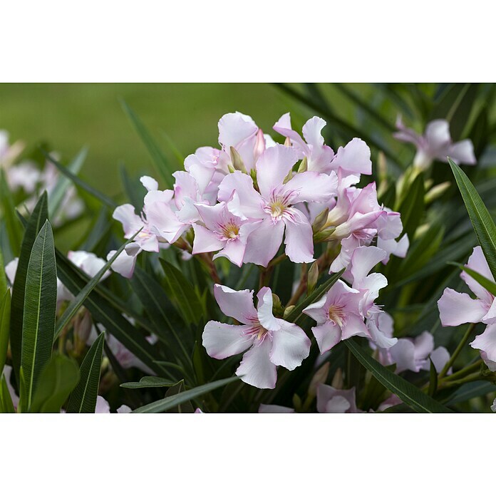 Piardino OleanderNerium oleander, Rosa/Weiß/Gelb Detail Shot