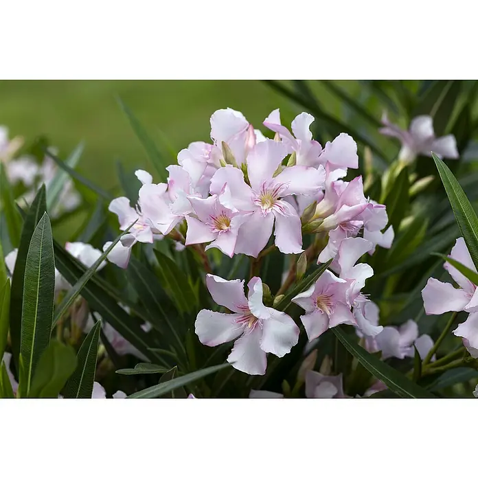 Piardino Oleander - Nerium oleander, Rosa/Weiß/Gelb - Nahaufnahme einer Gruppe zarter, rosa Oleanderblüten mit spitzen, grünen Blättern, die die natürliche Schönheit der Pflanze hervorheben.