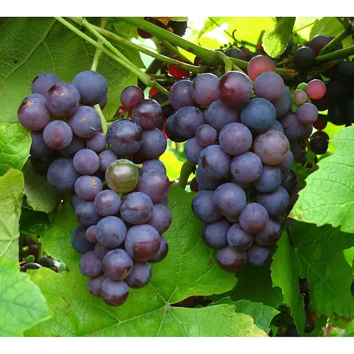 Weinrebe Sortenmischung Lakemont / Vanessa - Vitis Lakemont, Vitis Vanessa, Erntezeit: August - Nahaufnahme von zwei Trauben blauer Trauben mit grünen Blättern.