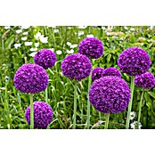 Kiepenkerl Frühlingsblumenzwiebeln Zierlauch Blau & Weiß (Allium, 2 Stk.) | BAUHAUS