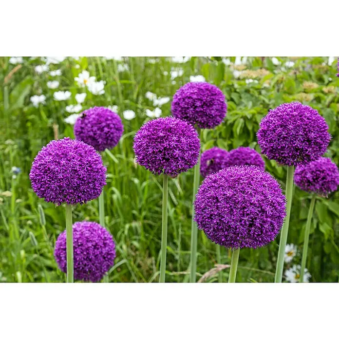 Kiepenkerl Blumenzwiebeln Zierlauch Blau & Weiß - Allium, 2 Stk. - Ein Feld voller lila Zierlauchblüten im Grünen. Die Blütenköpfe sind kugelförmig und dicht mit kleinen Einzelblüten besetzt.