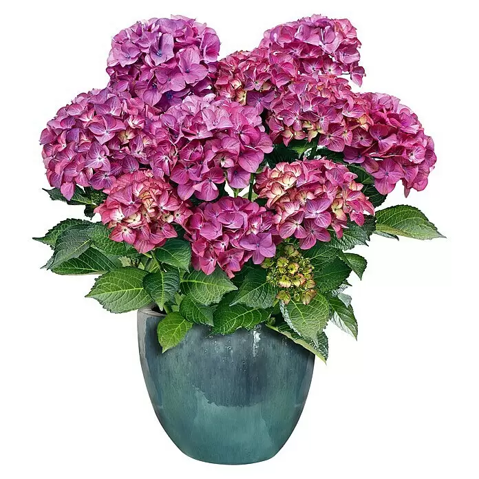 Mega Collections Pflanztopf Korsika - Außenmaß (Ø x H): 23 x 19 cm, Keramik, Grau - Vorderansicht