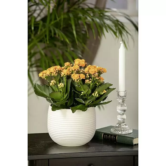 Piardino Flammendes Käthchen - Kalanchoe blossfeldiana, Topfgröße: 13 cm, Orange - Stimmungsaufnahme