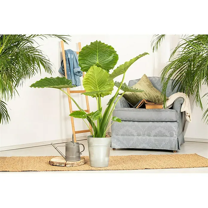 Piardino ElefantenohrAlocasia gageana, Topfgröße: 21 cm - Ein imposanter Elefantenohr-Pflanze in einem Zinkeimer, umgeben von dekorativen Elementen wie einer Gießkanne und einer Leiter.