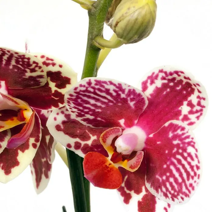 Piardino Orquídea mariposa - Phalaenopsis Hybride Anastasia, Tamaño de maceta: 12 cm, Bicolor, Número de brotes: 2 ud., En posición vertical - Dos vibrantes orquídeas con pétalos manchados de magenta y blanco, un centro rojo y amarillo, y un capullo verde.