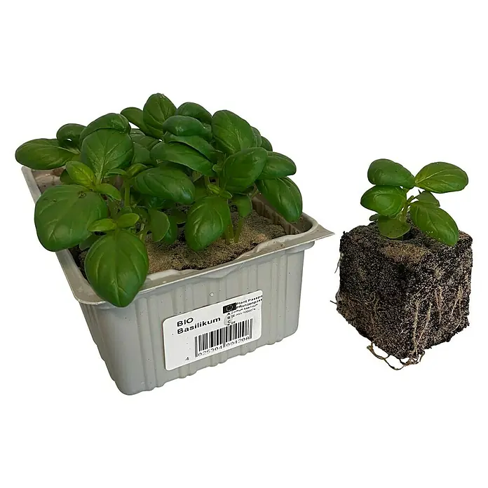 Piardino Basilikum Bio - Ocimum basilicum 'Genoveser' - Bio-Basilikum-Set, bestehend aus einem Topf voller Basilikumpflanzen und einer einzelnen Pflanze mit freiliegenden Wurzeln.