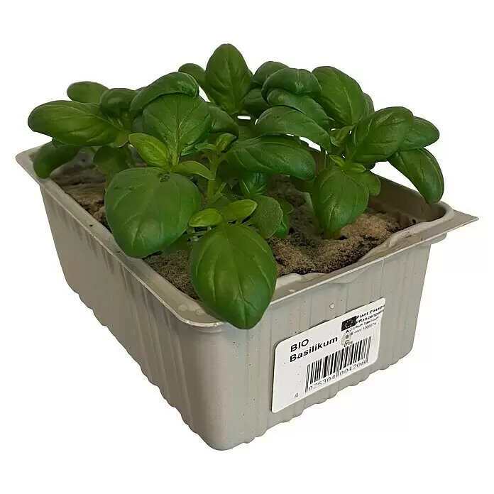 Piardino Basilikum Bio - Ocimum basilicum 'Genoveser' - Diagonale Ansicht