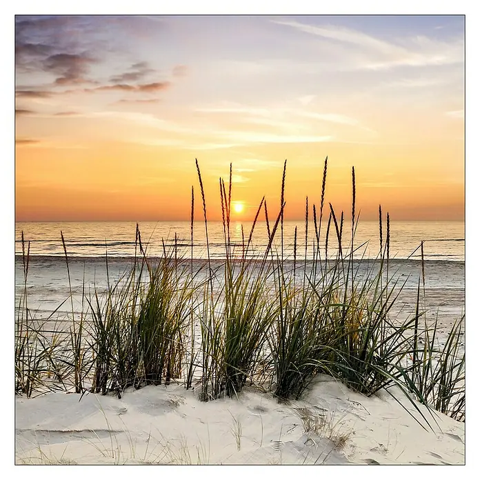 ProArt Young Living Leinwandbild - Lonely Dune, B x H: 50 x 50 cm - Sonnenuntergang am Strand mit Dünengras im Vordergrund. Die goldenen Farben spiegeln sich im Wasser und schaffen eine friedliche Atmosphäre.