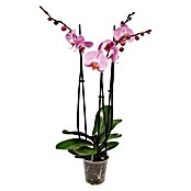 Orquídea mariposa (Phalaenopsis Hybride, Tamaño de maceta: 12, Lila, Número de brotes: 3, Forma de crecimiento: Colgante, vertical)